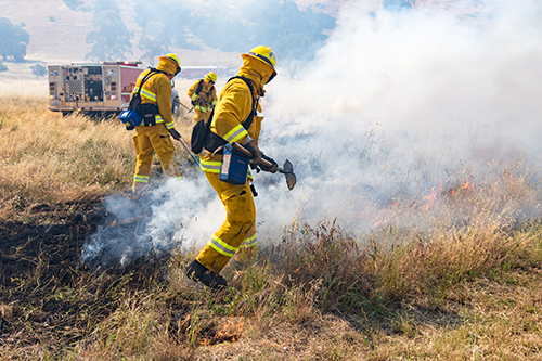 Wildland Fire