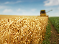 Agriculture & Natural Resources
