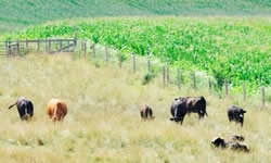 Animal Science