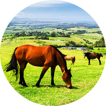 horse in a field