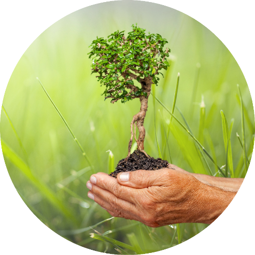hands holding plant